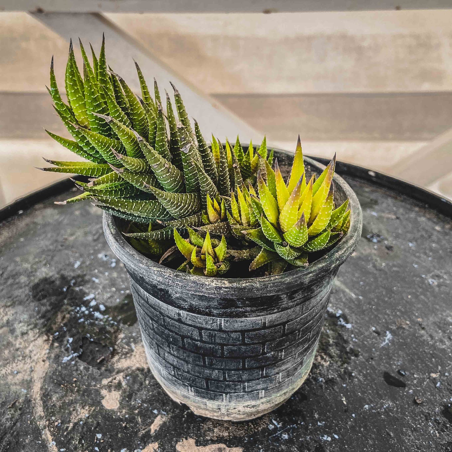 Haworthia