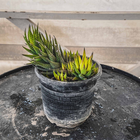 Haworthia