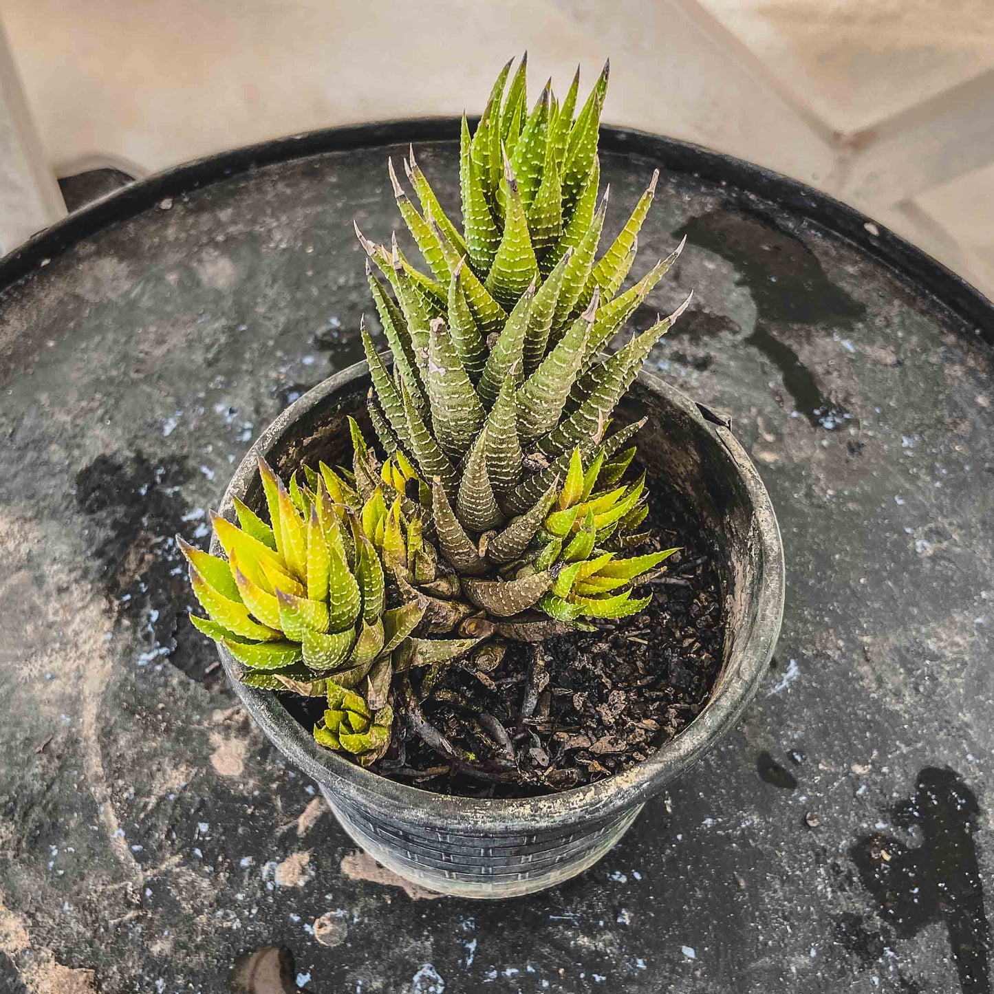 Haworthia