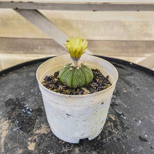 Astrophytum Asterias Cactus