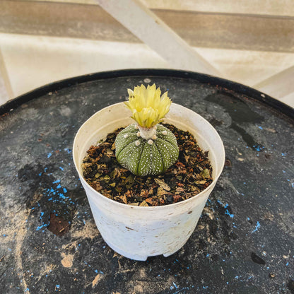Astrophytum Asterias Cactus