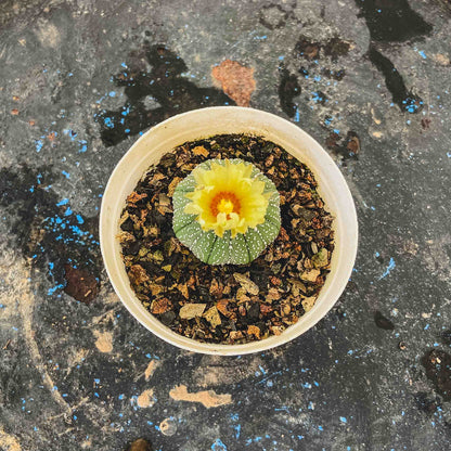 Astrophytum Asterias Cactus