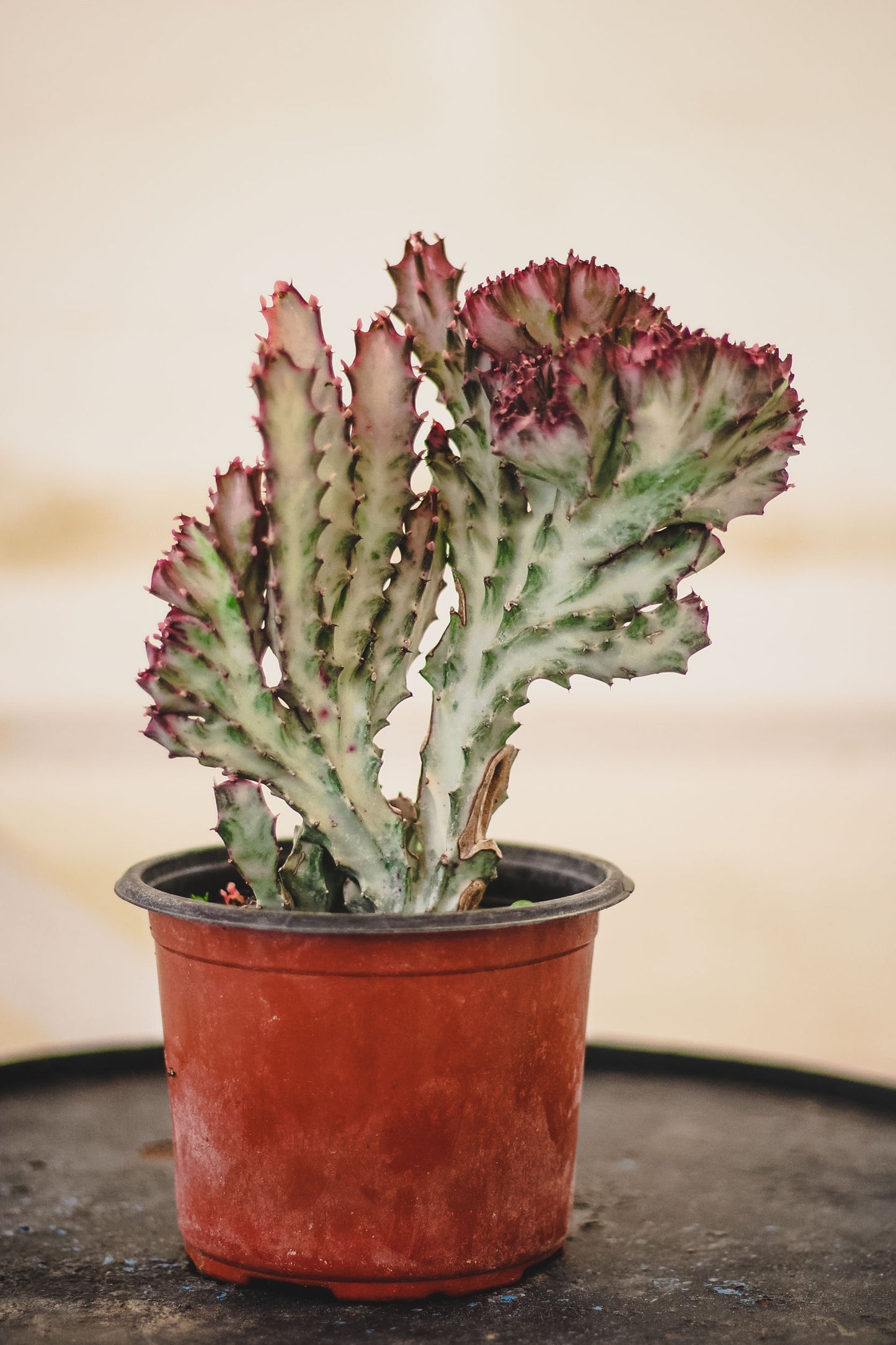 Euphorbia Lactea (Pink)