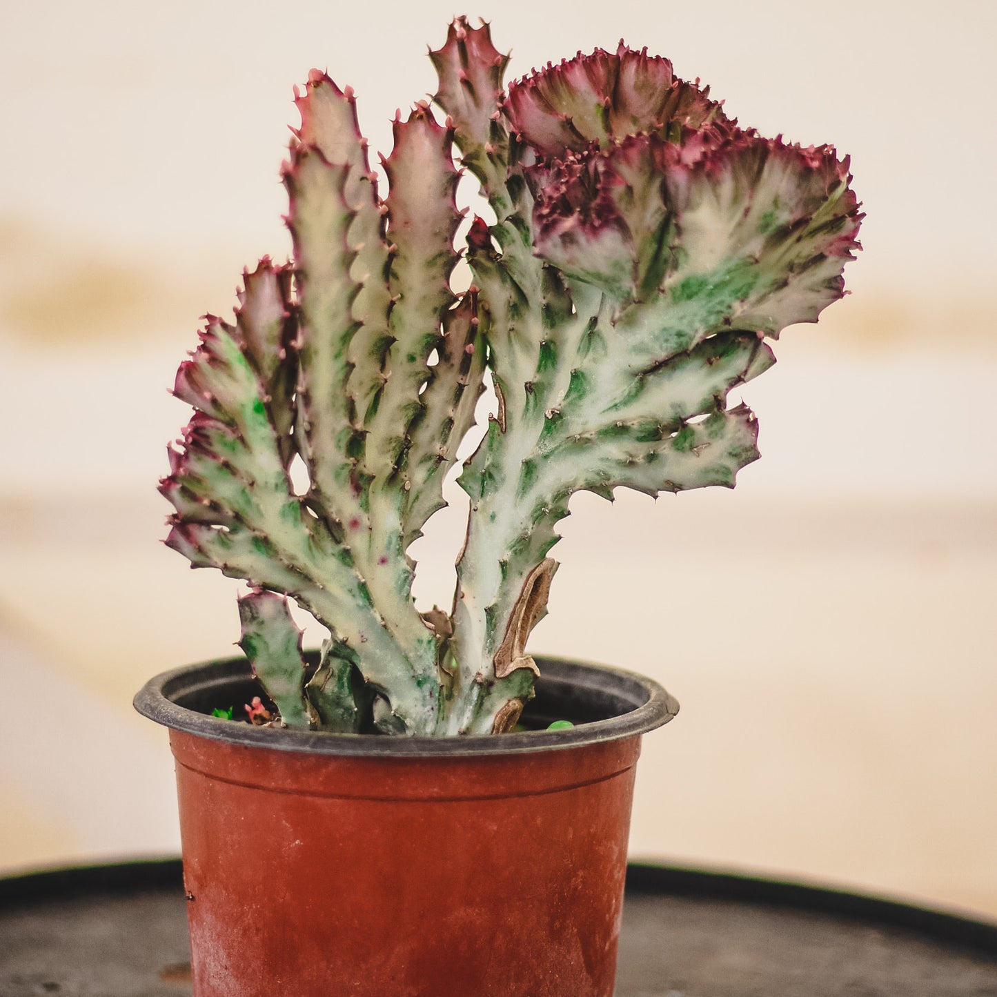 Euphorbia Lactea (Pink)
