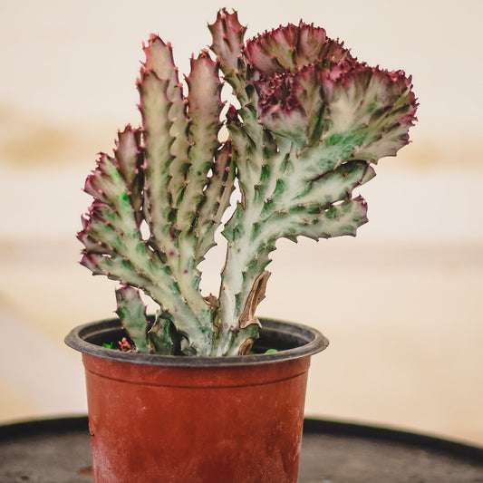 Euphorbia Lactea (Pink)