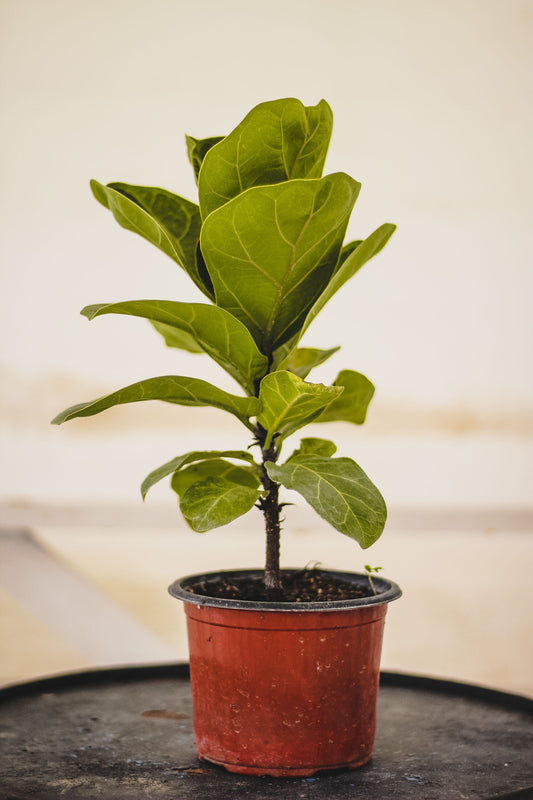 Ficus Lyrata Bambino (Dwarf Fiddle-Leaf Fig)