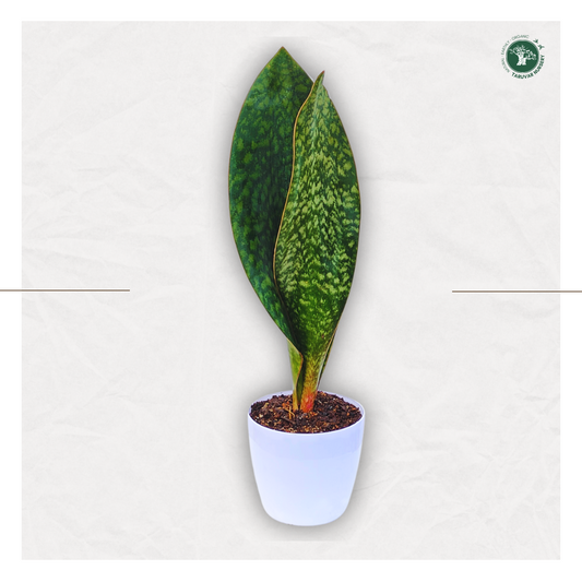 Sansevieria Whale Fin