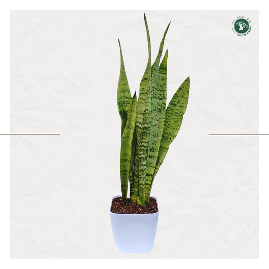 Sansevieria Zeylanica (Snake Plant)