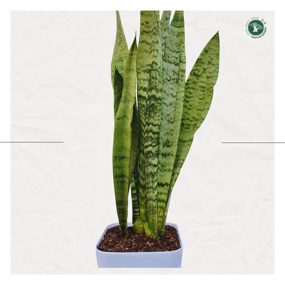 Sansevieria Zeylanica (Snake Plant)